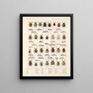 Frederick DuCane Godman - Insecta Coleoptera Pl 158.webp