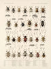 Insectos Coleópteros Pl 159 - Frederick Du Cane Godman — vista de la obra