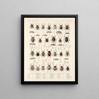 Frederick DuCane Godman - Insecta Coleoptera Pl 159.webp