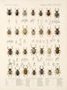 Insectos Coleópteros Pl 160 - Frederick Du Cane Godman — vista de la obra