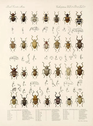 Frederick DuCane Godman - Insecta Coleoptera Pl 160.webp