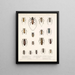 Insectes Coléoptères Pl 209 - Frederick Du Cane Godman — framed artwork on a wall