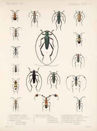 Frederick DuCane Godman - Insecta Coleoptera Pl 211.webp