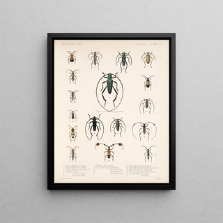 Frederick DuCane Godman - Insecta Coleoptera Pl 211.webp