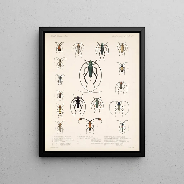 Frederick DuCane Godman - Insecta Coleoptera Pl 211.webp