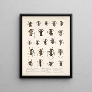 Frederick DuCane Godman - Insecta Coleoptera Pl 214.webp