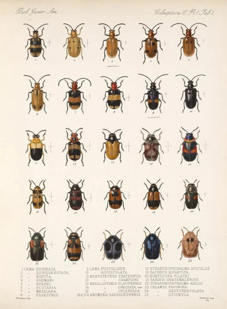 Frederick DuCane Godman - Insecta Coleoptera Pl 234.webp