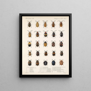 Frederick DuCane Godman - Insecta Coleoptera Pl 234.webp