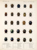 Insectes Coléoptères Pl 237 - Frederick Du Cane Godman — artwork view