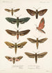 Insecta Lepidoptera Heterocera Pl 001 - Frederick DuCane Godman — vista de la obra