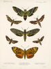 Insectes Lépidoptères Hétérocères Pl 003 - Frederick Du Cane Godman — artwork view