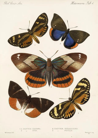 Frederick DuCane Godman - Insecta LepidopteraHeterocera Pl 004.webp