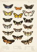 Insecta Lepidoptera Heterocera Pl 011 - Frederick DuCane Godman — artwork view