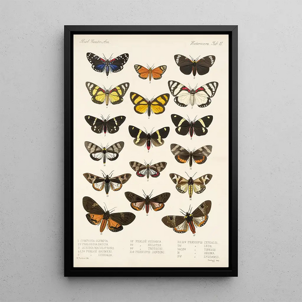 Frederick DuCane Godman - Insecta LepidopteraHeterocera Pl 011.webp