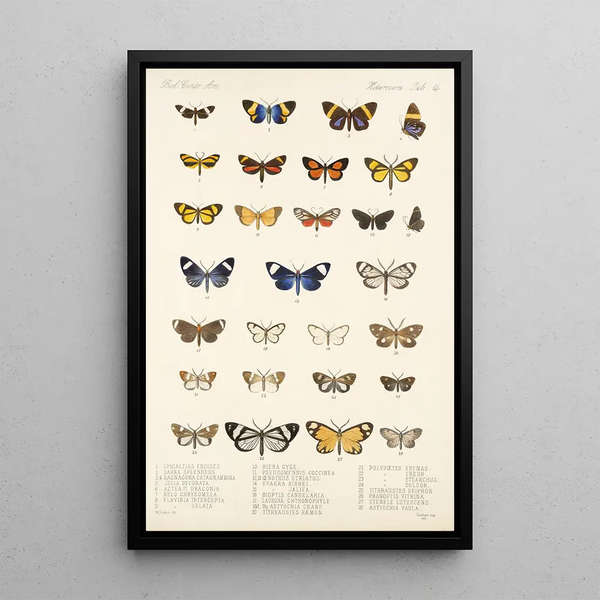 Frederick DuCane Godman - Insecta LepidopteraHeterocera Pl 014.webp
