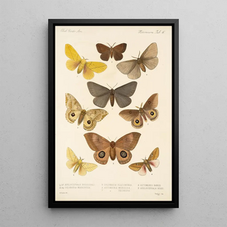 Frederick DuCane Godman - Insecta LepidopteraHeterocera Pl 016.webp