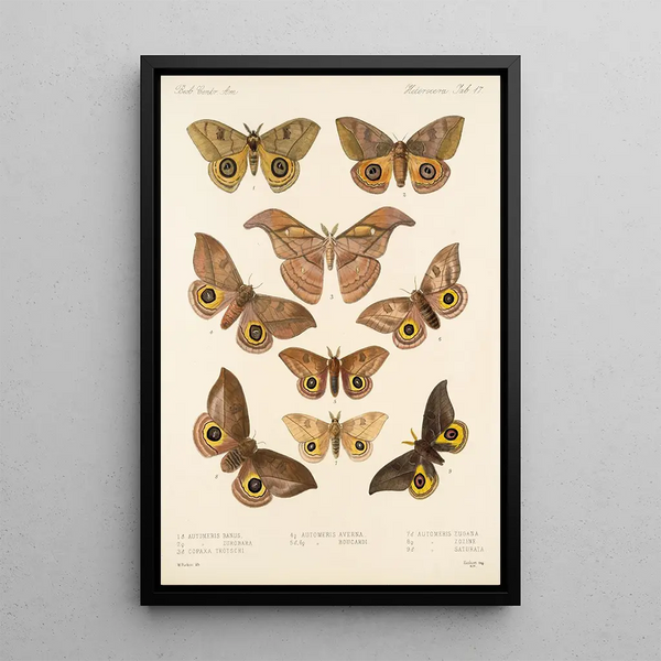 Frederick DuCane Godman - Insecta LepidopteraHeterocera Pl 017.webp