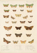 Insecta Lepidoptera Heterocera Pl 023 - Frederick DuCane Godman — vista de la obra