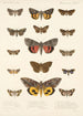 Insecta Lepidoptera Heterocera Pl 031 - Frederick DuCane Godman — vista de la obra