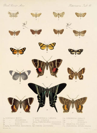 Frederick DuCane Godman - Insecta LepidopteraHeterocera Pl 041.webp