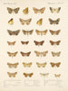 Insectes Lépidoptères Hétérocères Pl 047 - Frederick Du Cane Godman — artwork view