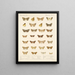 Insectes Lépidoptères Hétérocères Pl 047 - Frederick Du Cane Godman — framed artwork on a wall