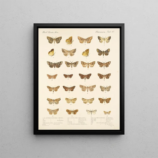 Frederick DuCane Godman - Insecta LepidopteraHeterocera Pl 047.webp