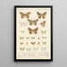 Insecta Lepidoptera Heterocera Pl 049 - Frederick DuCane Godman — framed artwork on a wall