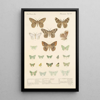 Frederick DuCane Godman - Insecta LepidopteraHeterocera Pl 049.webp