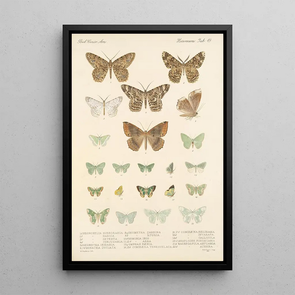 Frederick DuCane Godman - Insecta LepidopteraHeterocera Pl 049.webp