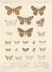 Insecta Lepidoptera Heterocera Pl 049 - Frederick DuCane Godman — artwork view