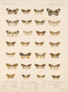 Insectos Lepidópteros Heteróceros Pl 056 - Frederick Du Cane Godman — vista de la obra