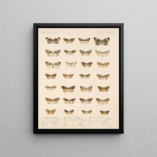 Frederick DuCane Godman - Insecta LepidopteraHeterocera Pl 056.webp