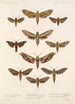 Insecta Lepidoptera Heterocera Pl 066 - Frederick DuCane Godman — vista de la obra