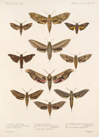 Frederick DuCane Godman - Insecta LepidopteraHeterocera Pl 066.webp
