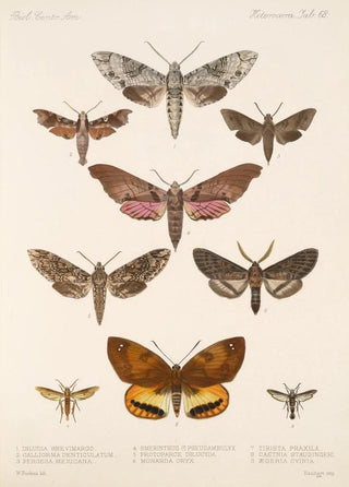 Frederick DuCane Godman - Insecta LepidopteraHeterocera Pl 068.webp