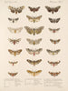Insectos Lepidópteros Heteróceros Pl 075 - Frederick Du Cane Godman — vista de la obra