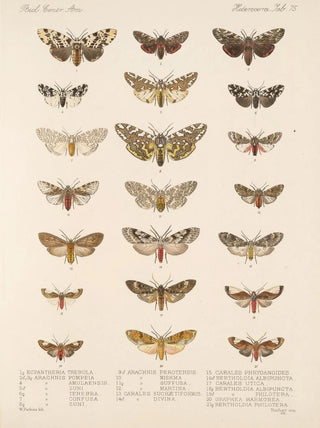 Frederick DuCane Godman - Insecta LepidopteraHeterocera Pl 075.webp