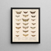 Insectos Lepidópteros Heteróceros Pl 075 - Frederick Du Cane Godman — cuadro enmarcado en la pared