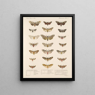 Frederick DuCane Godman - Insecta LepidopteraHeterocera Pl 075.webp