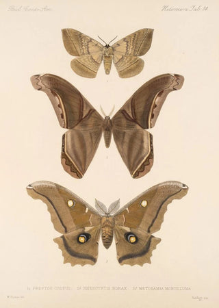 Frederick DuCane Godman - Insecta LepidopteraHeterocera Pl 084.webp