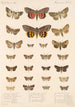 Insecta Lepidoptera Heterocera Pl 097 - Frederick DuCane Godman — vista de la obra