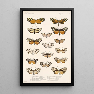 Frederick DuCane Godman - Insecta LepidopteraRhopalocera Pl 004.webp