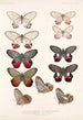 Insecta Lepidoptera Rhopalocera Pl 006 - Frederick DuCane Godman — vista de la obra