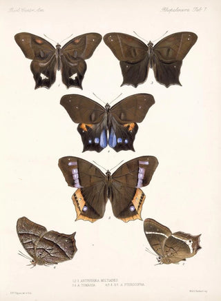 Frederick DuCane Godman - Insecta LepidopteraRhopalocera Pl 007.webp