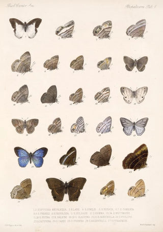 Frederick DuCane Godman - Insecta LepidopteraRhopalocera Pl 008.webp