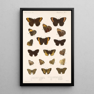 Frederick DuCane Godman - Insecta LepidopteraRhopalocera Pl 009.webp