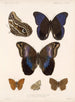 Insectos Lepidópteros Rhopalocères Pl 015 - Frederick Du Cane Godman — vista de la obra