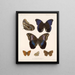 Insectos Lepidópteros Rhopalocères Pl 015 - Frederick Du Cane Godman — cuadro enmarcado en la pared