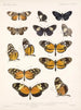 Insectos Lepidópteros Rhopaloceros Pl 016 - Frederick Du Cane Godman — vista de la obra